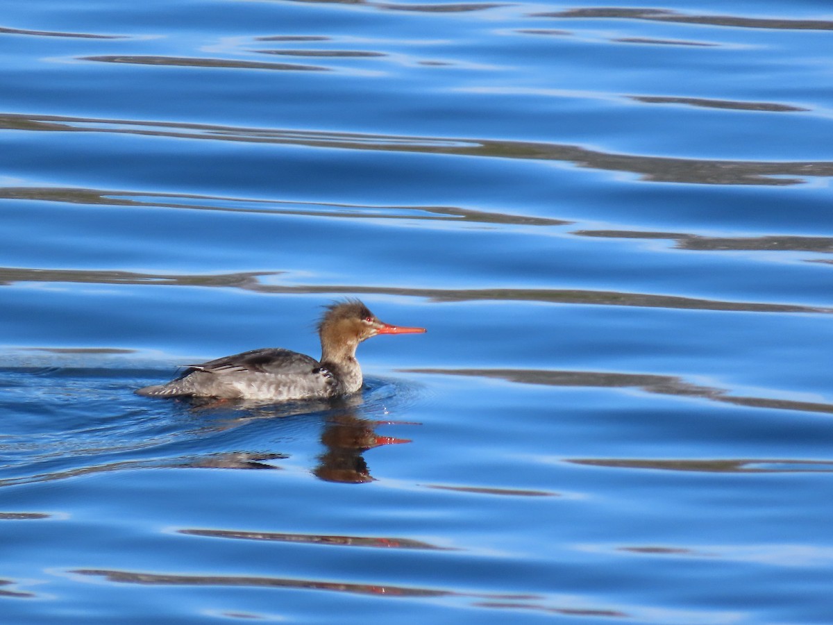 Сэвгэр бохио - ML631830702