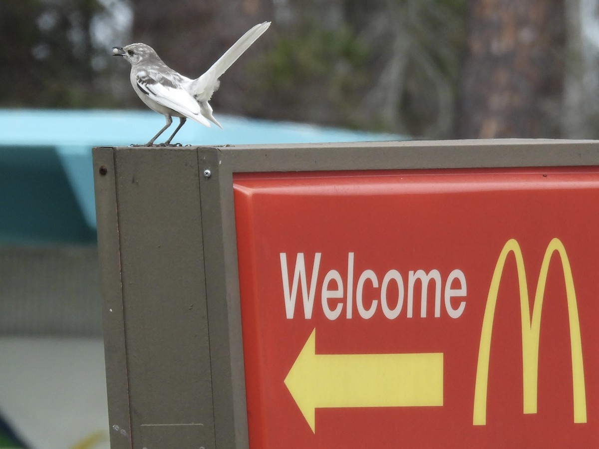 Northern Mockingbird - ML631830746