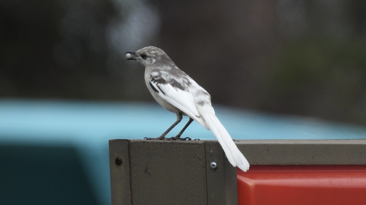 Northern Mockingbird - ML631830747
