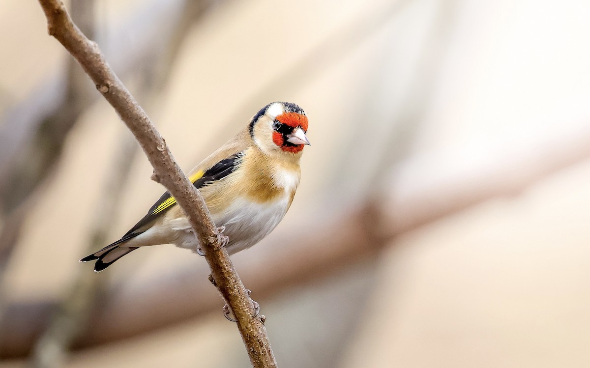 stehlík obecný - ML631830996