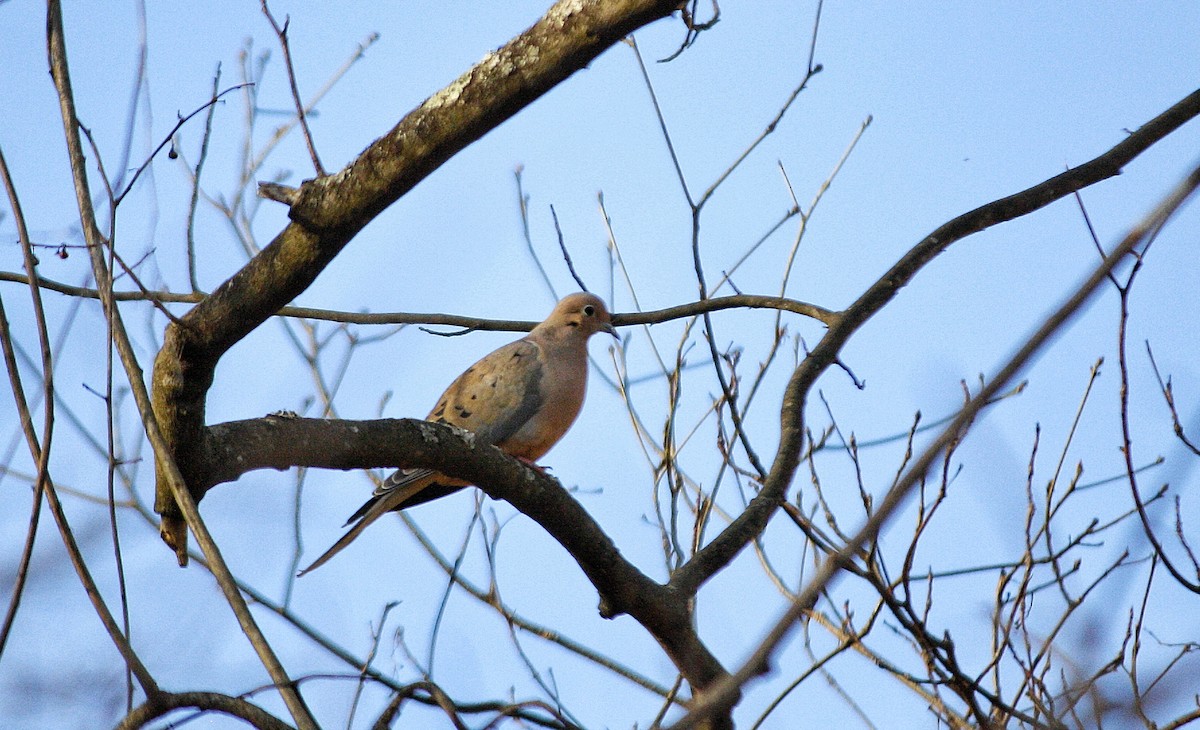 Mourning Dove - ML631831294