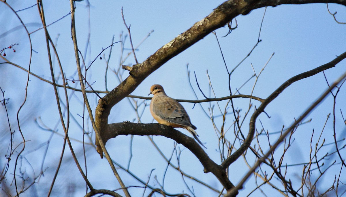 Mourning Dove - ML631831295