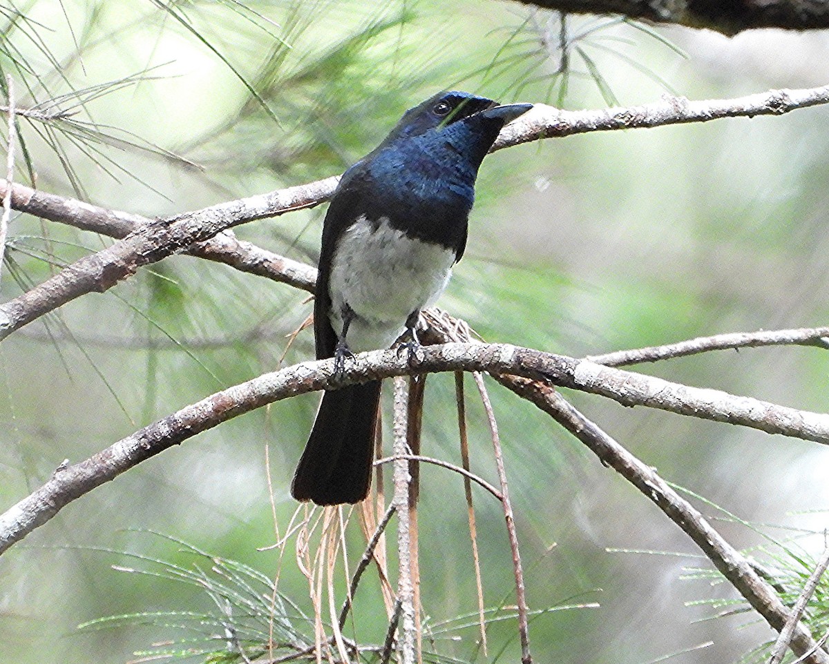 Satin Flycatcher - ML631831335