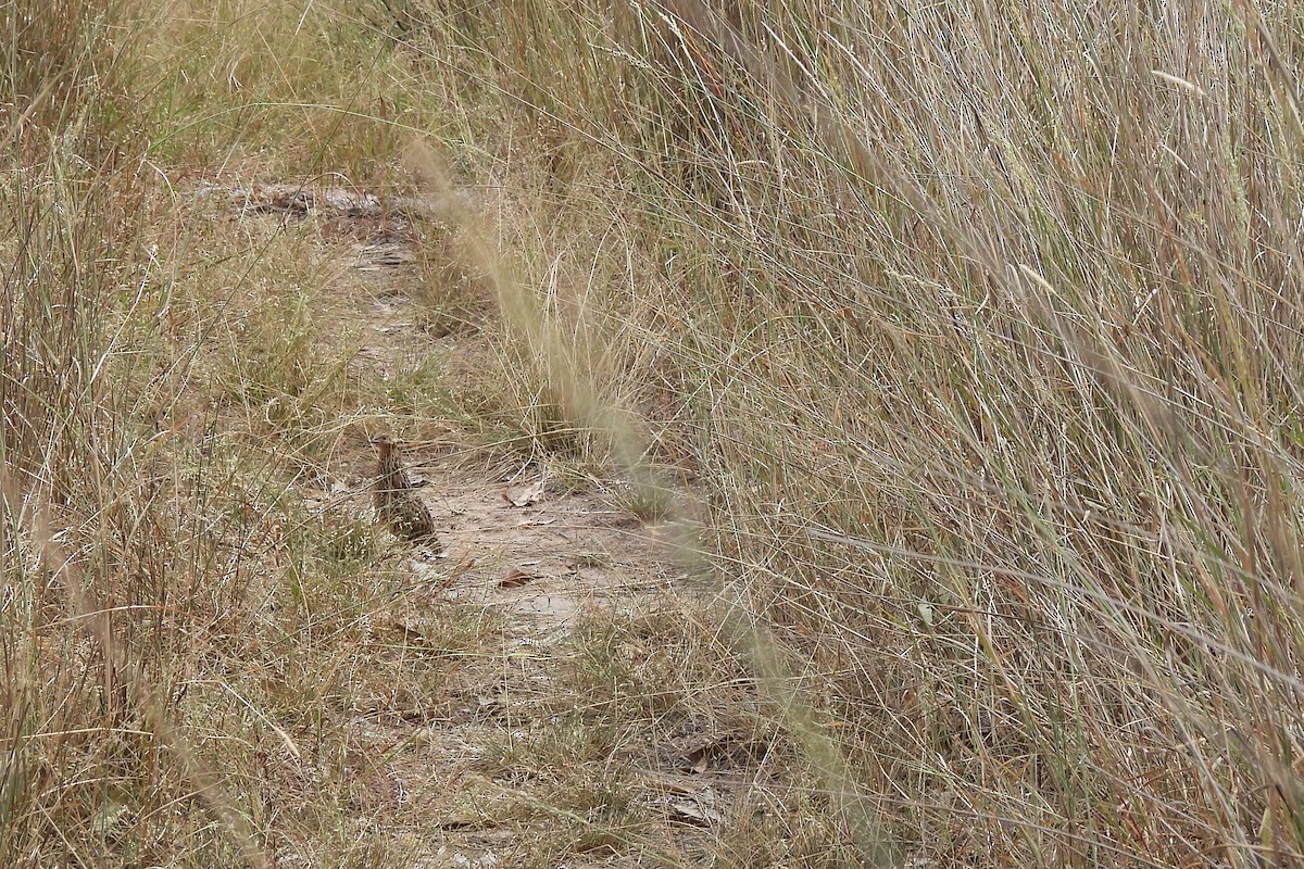 Brown Quail - ML631831377