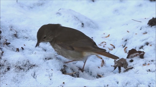 Einsiedler-Musendrossel - ML631831514