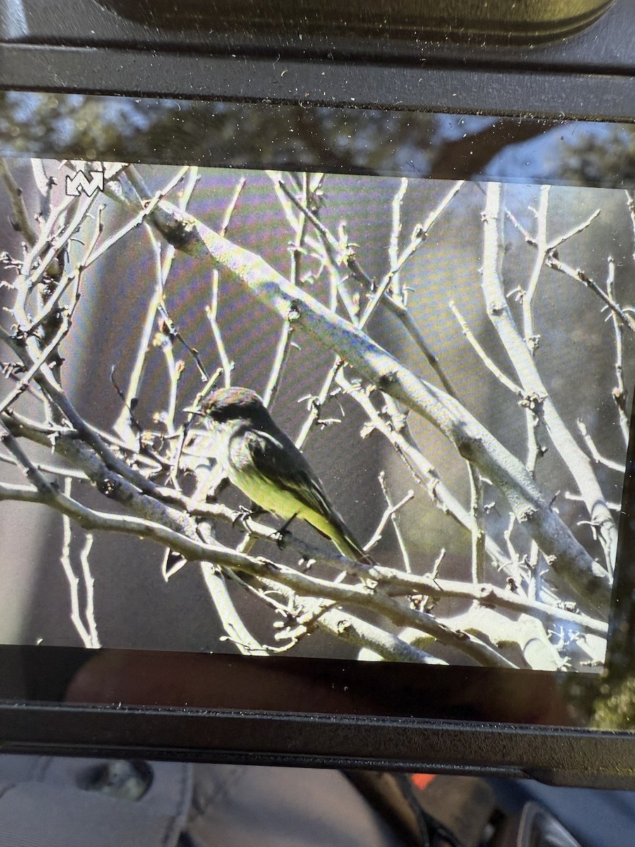 tyranovec domácí - ML631831932