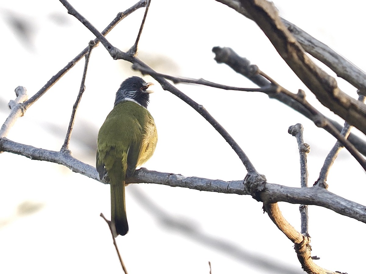 Bulbul à semi-collier - ML631831964