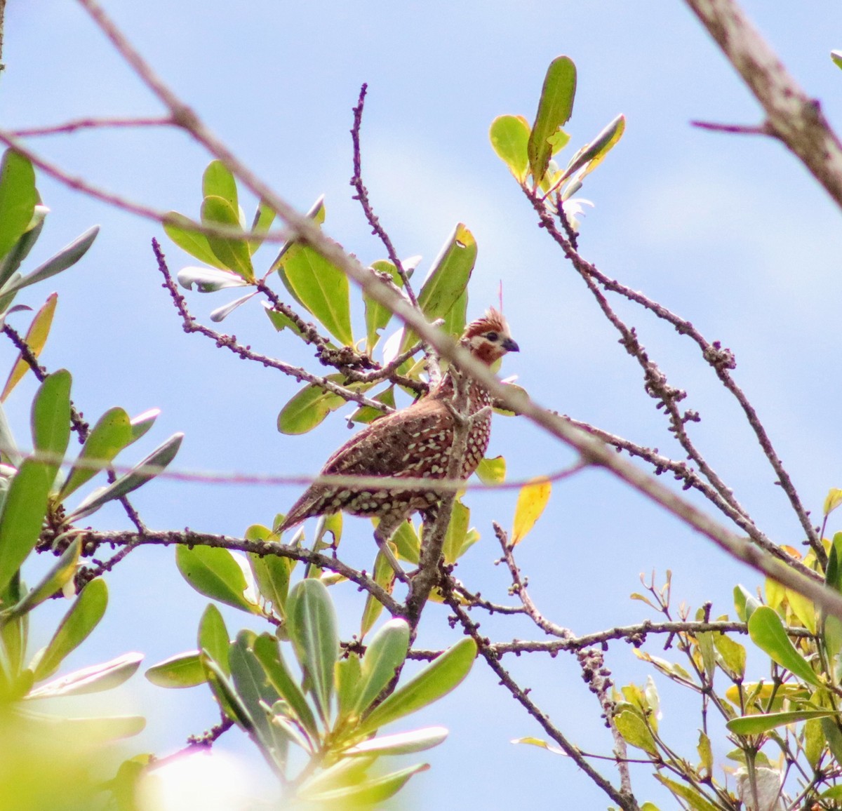 Crested Bobwhite - ML631832069