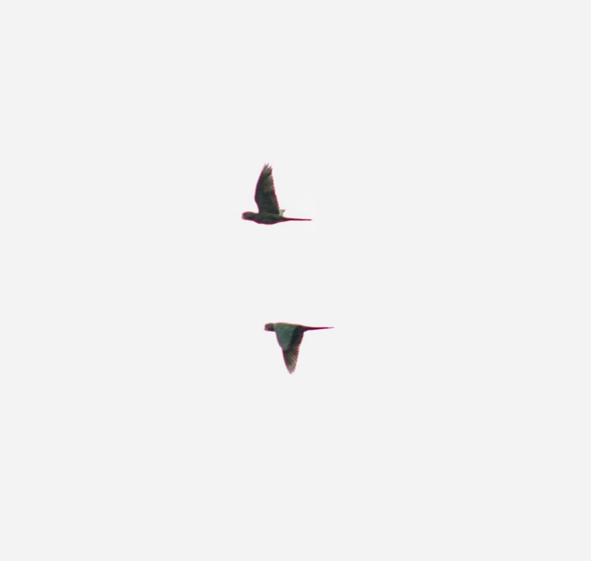 Scarlet-fronted Parakeet - ML631832120