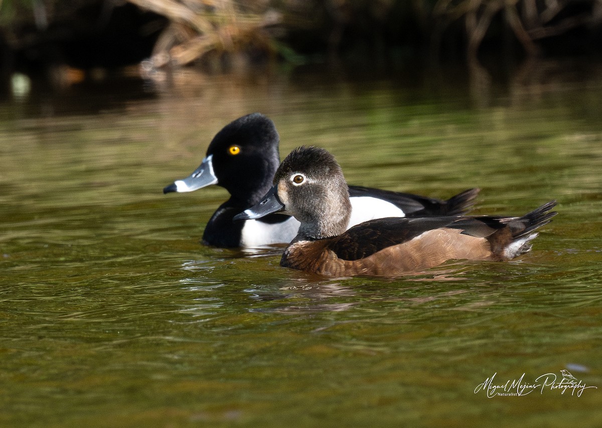 צולל צווארון - ML631832207