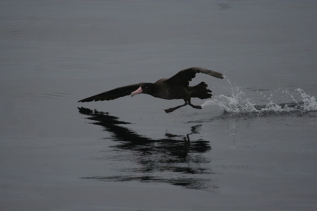 Short-tailed Albatross - ML631832302