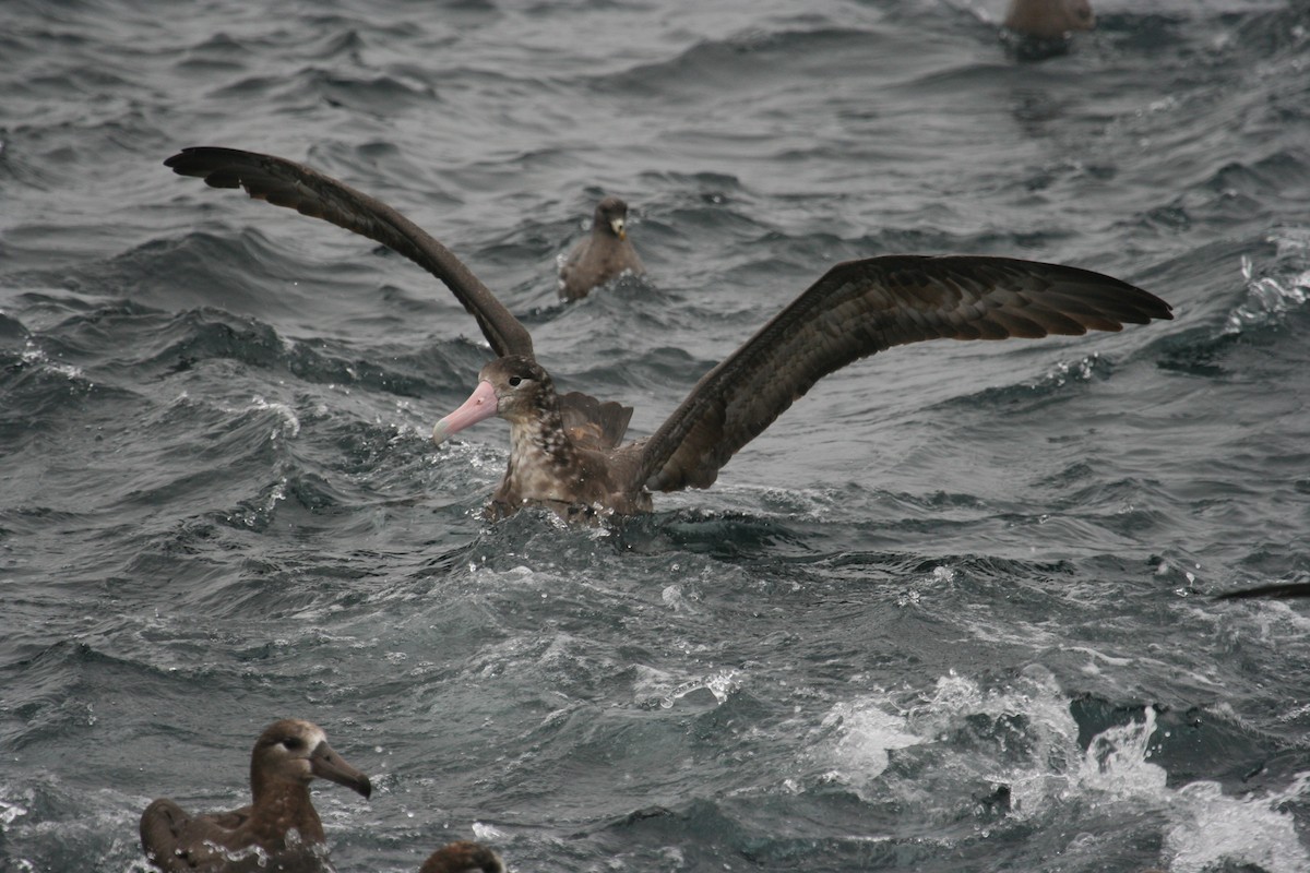 Short-tailed Albatross - ML631832303