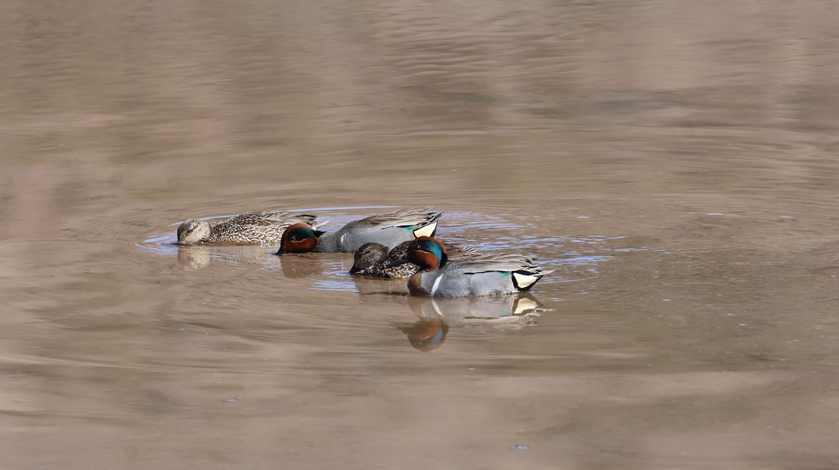 Ногоохон нугас - ML631832321