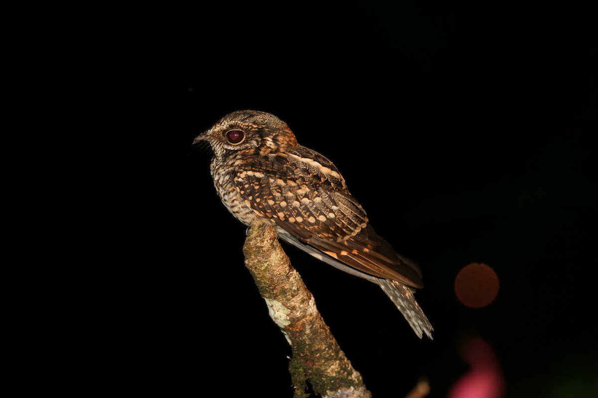 White-tailed Nightjar - ML631832470