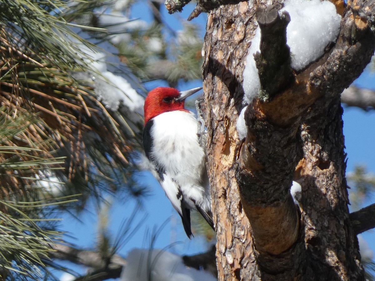 Red-headed Woodpecker - ML631832618