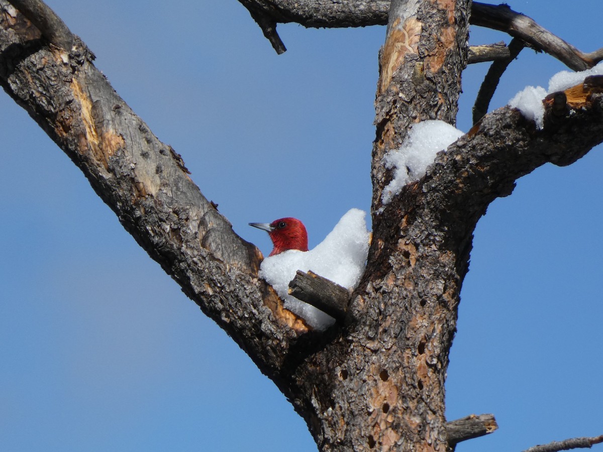 Red-headed Woodpecker - ML631832619