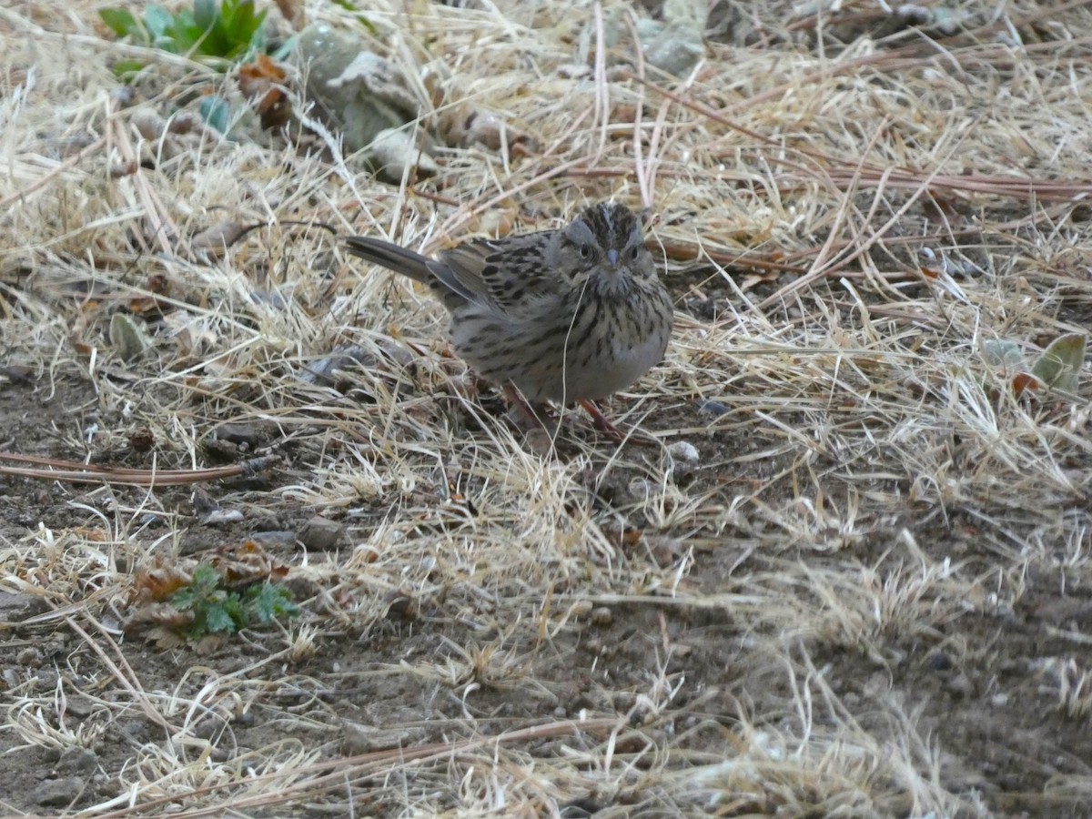 Lincoln's Sparrow - ML631832650