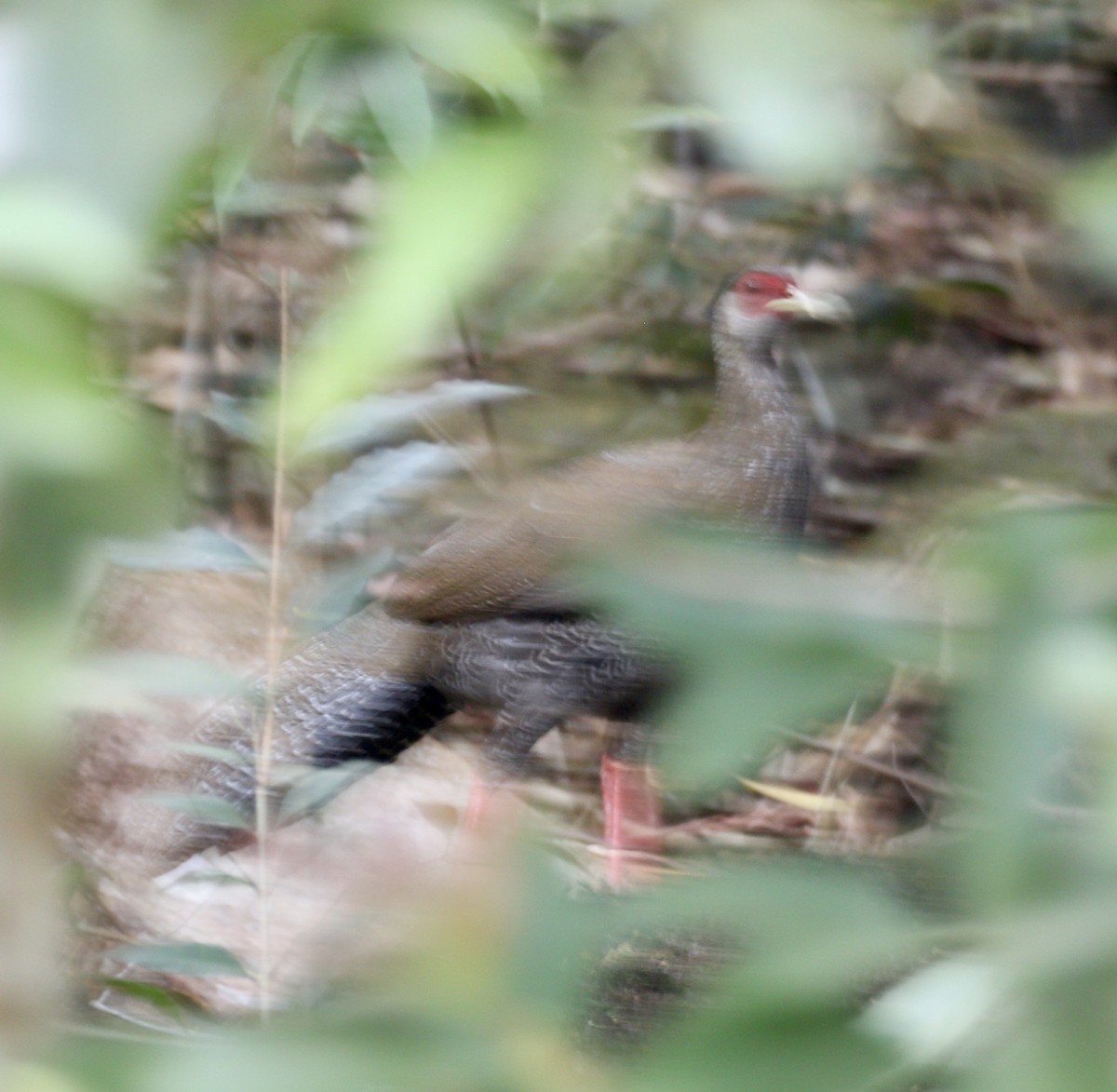 Silver Pheasant - ML631832661