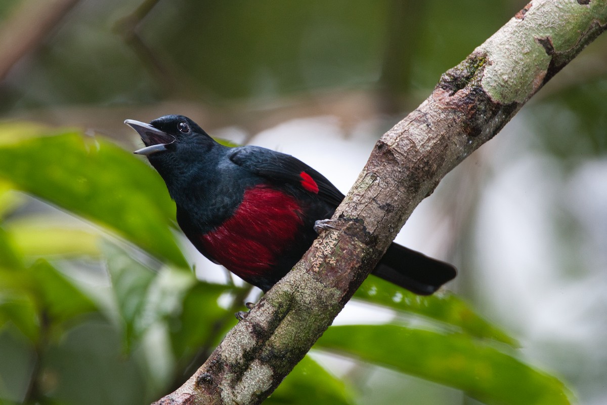 Black-and-crimson Oriole - ML631832664