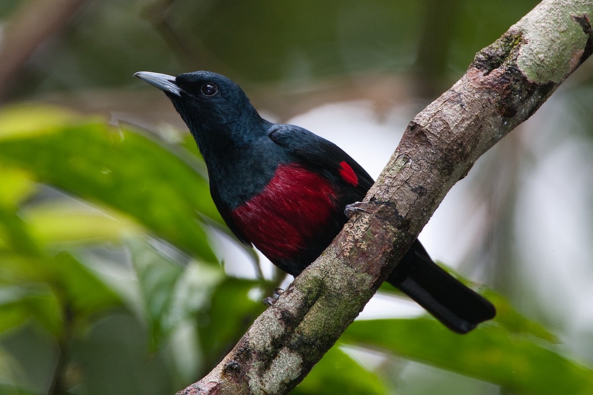 Black-and-crimson Oriole - ML631832665