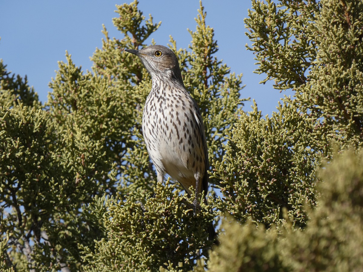 Sage Thrasher - ML631832759