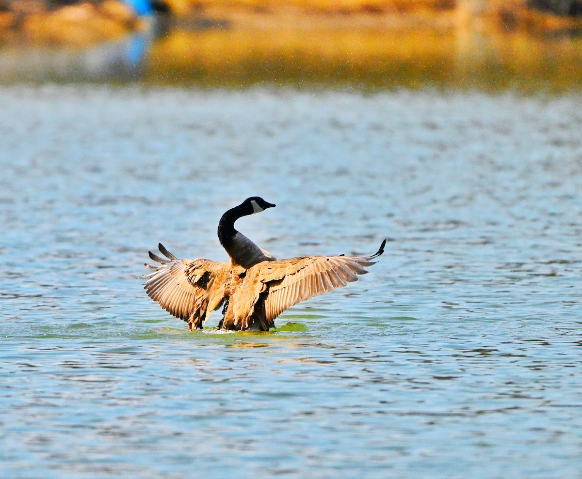 Канад галуу - ML631832873