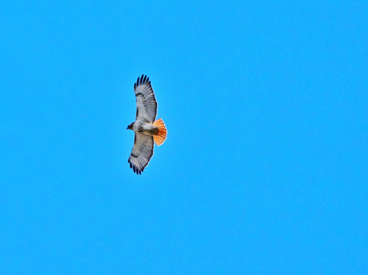 Red-tailed Hawk - ML631832876