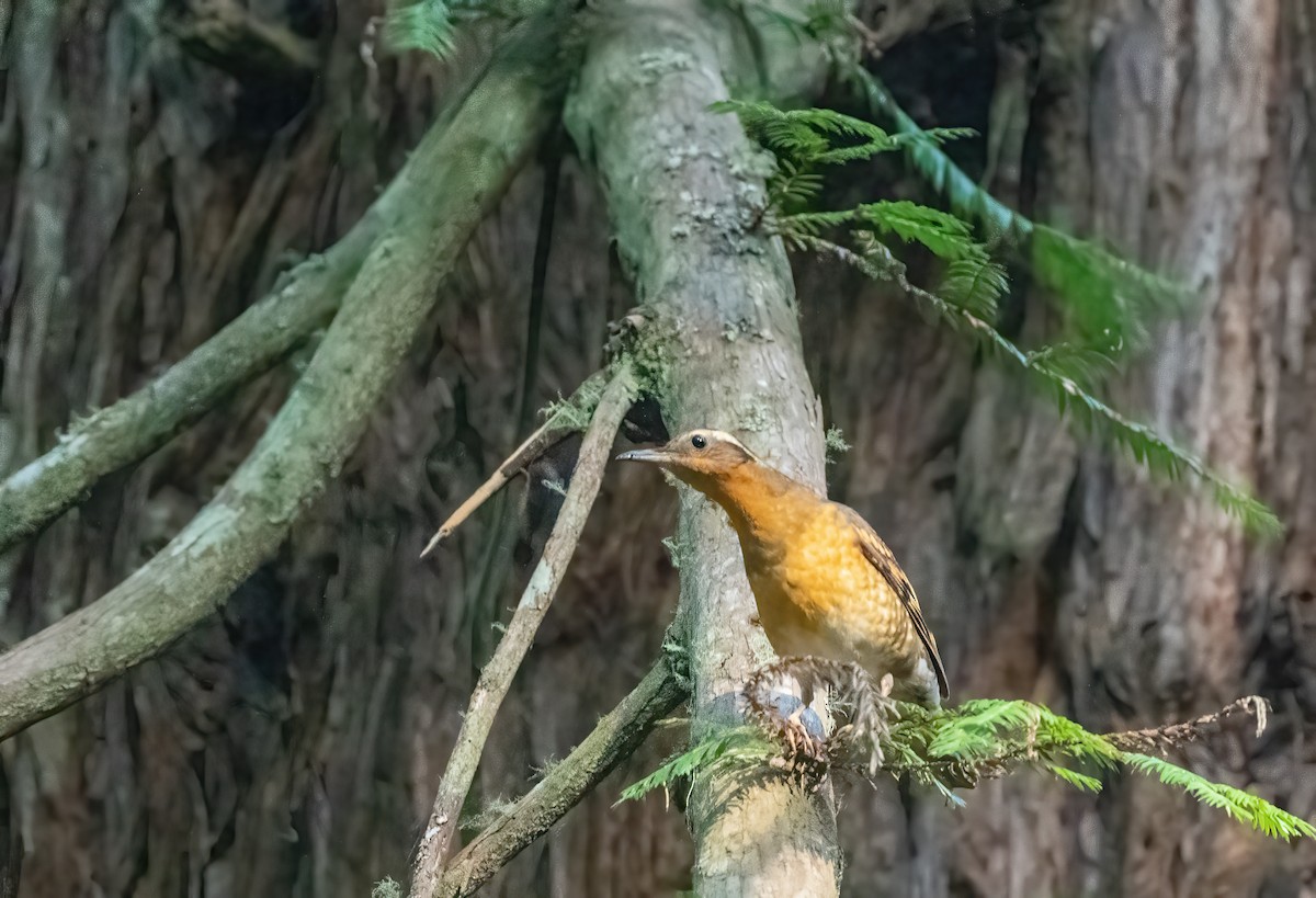 Varied Thrush - ML631832924