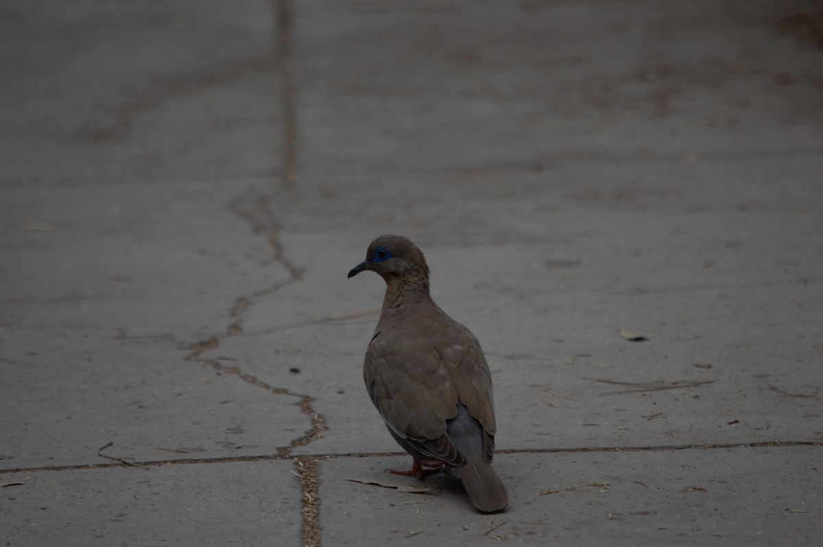 West Peruvian Dove - ML631833303