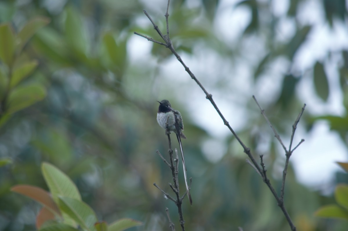 Peruvian Sheartail - ML631833308