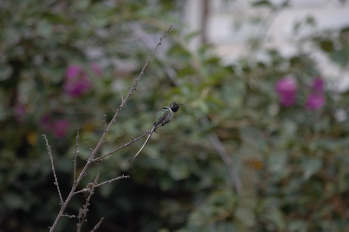 Peruvian Sheartail - ML631833309