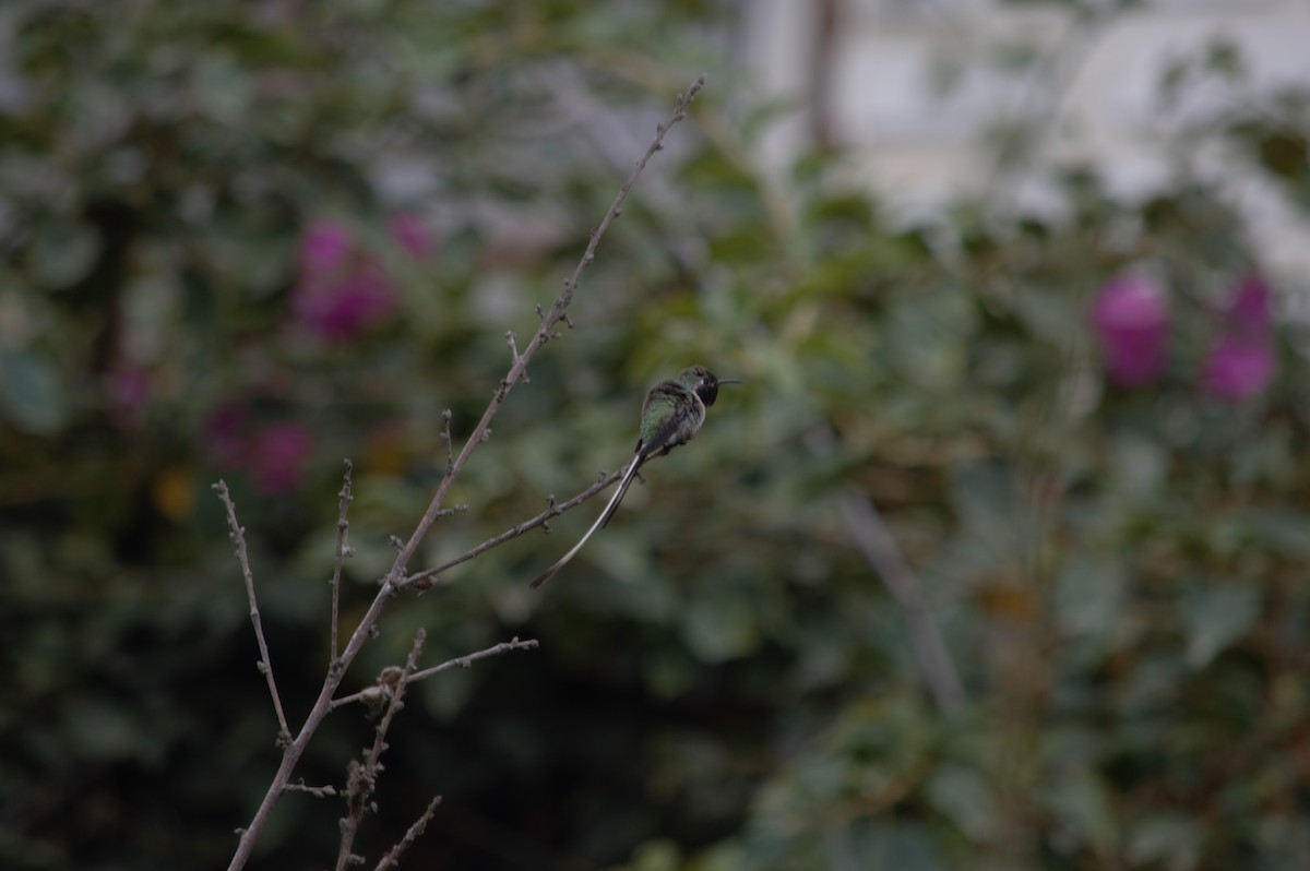 Peruvian Sheartail - ML631833310