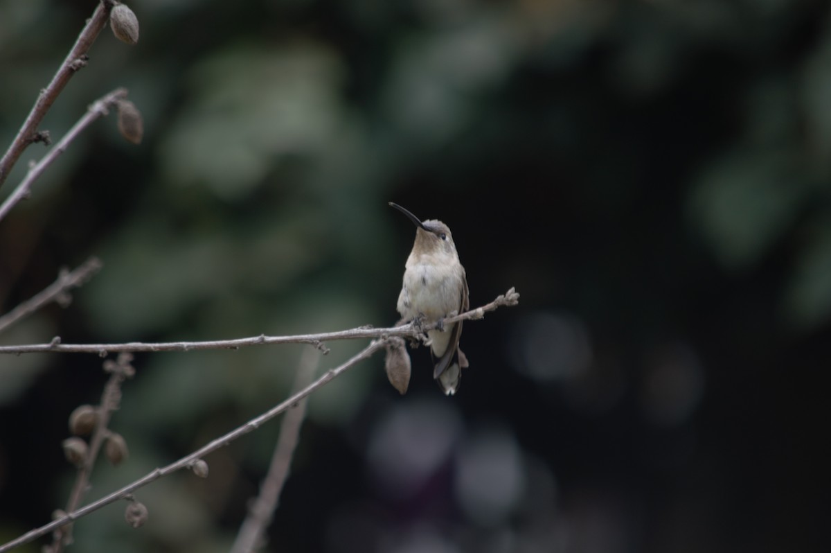 Oasis Hummingbird - ML631833321