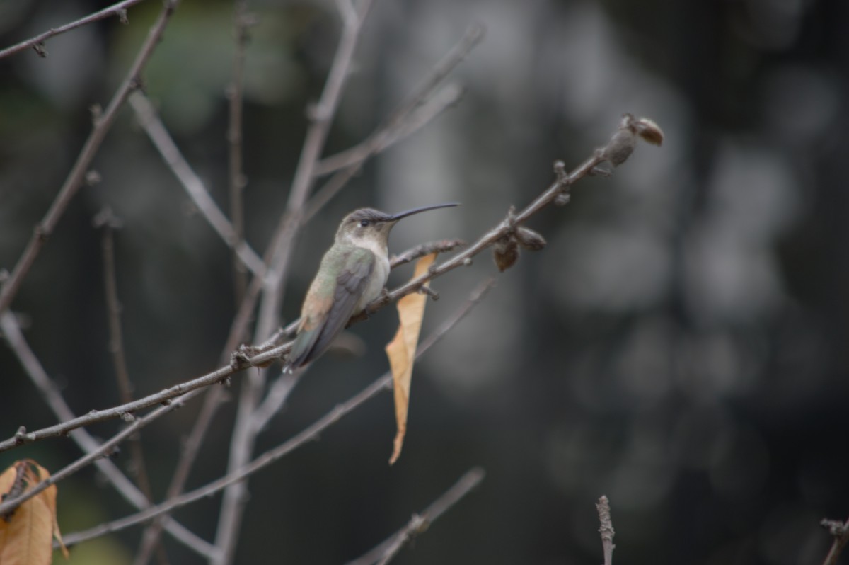 Oasis Hummingbird - ML631833322