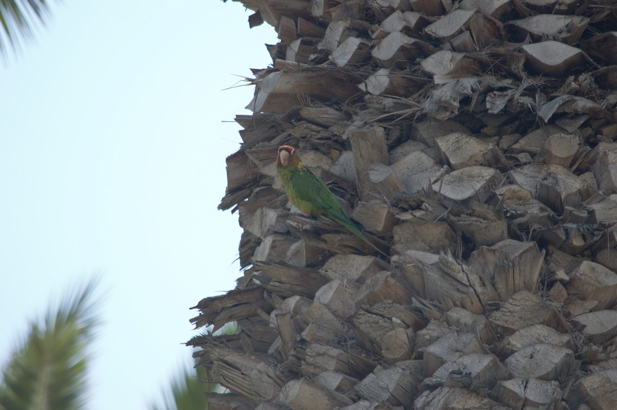 Mitred Parakeet - ML631833327
