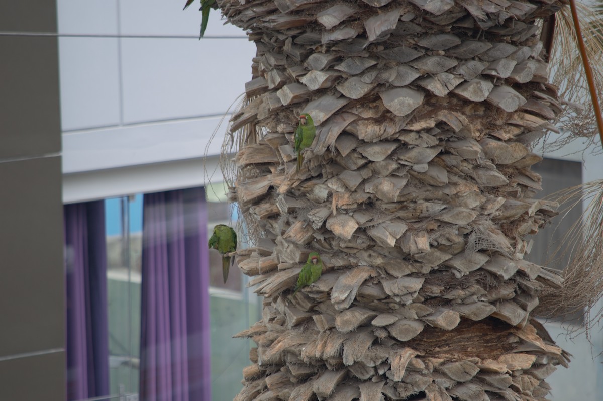 Mitred Parakeet - ML631833328