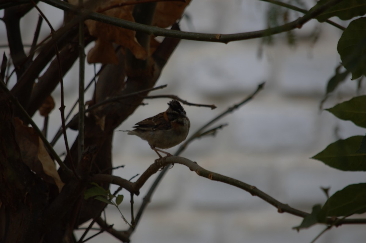 Rufous-collared Sparrow - ML631833332