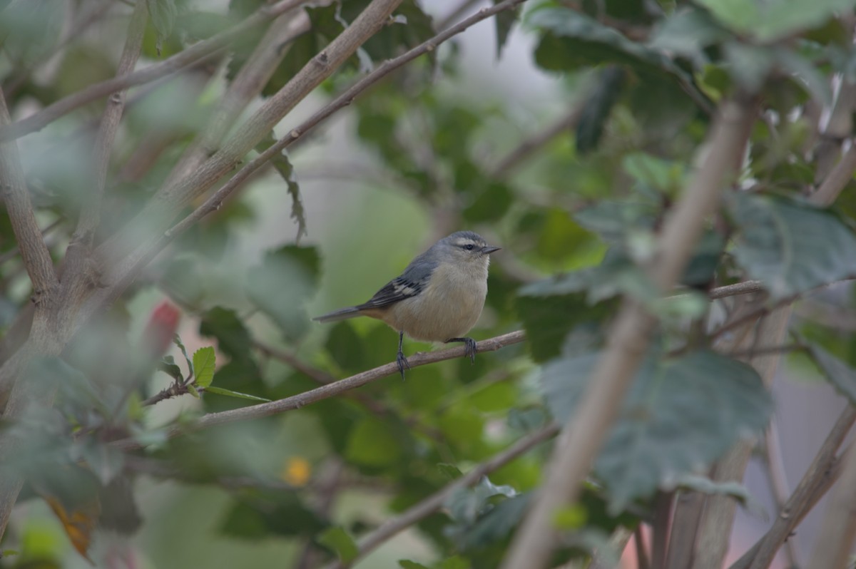 Cinereous Conebill - ML631833336
