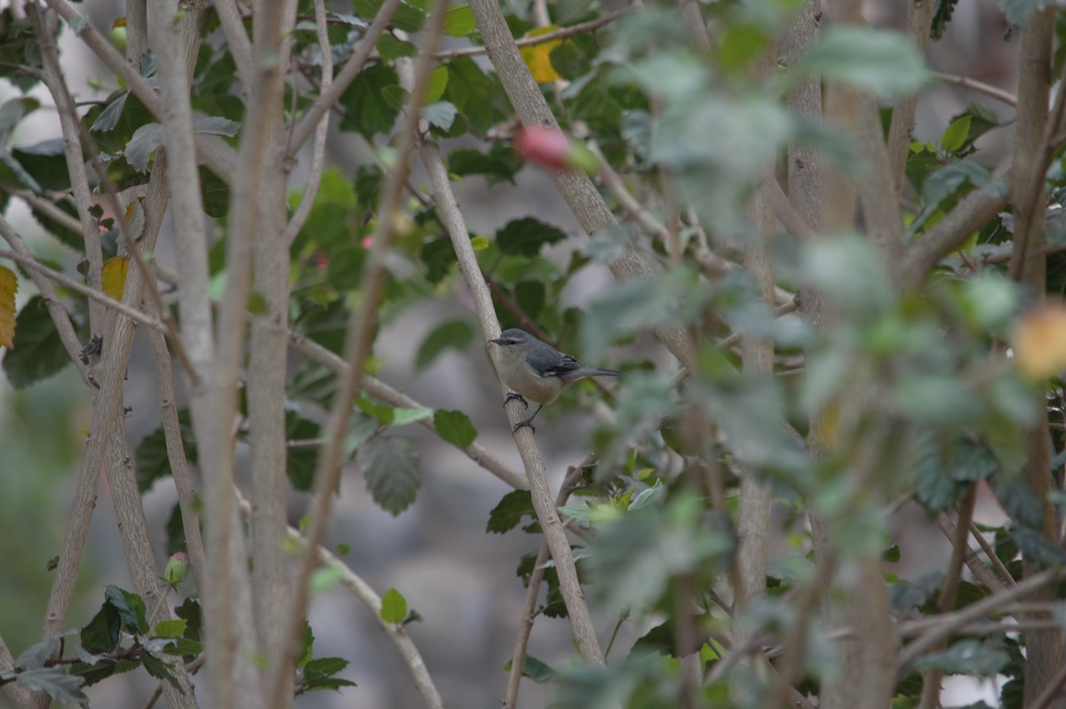 Cinereous Conebill - ML631833337