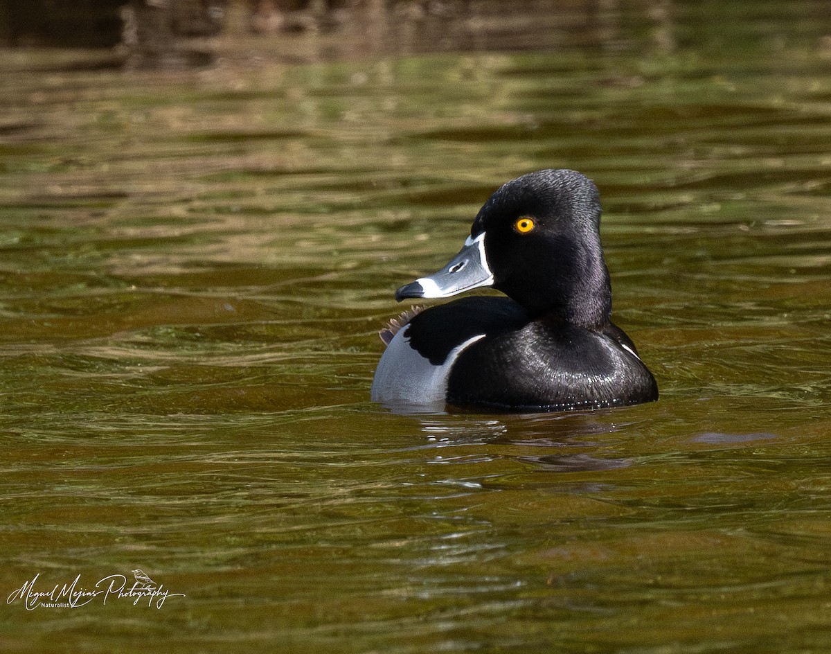 צולל צווארון - ML631833345