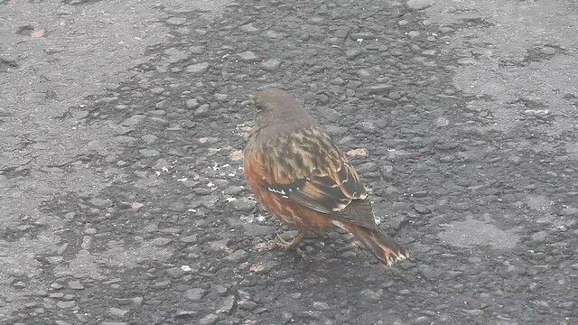 Alpine Accentor - ML631833376