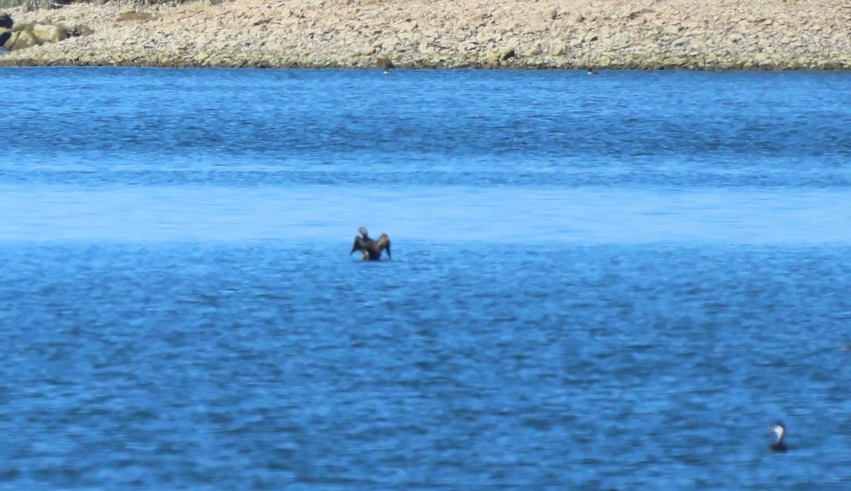 Pacific Loon - ML631833528