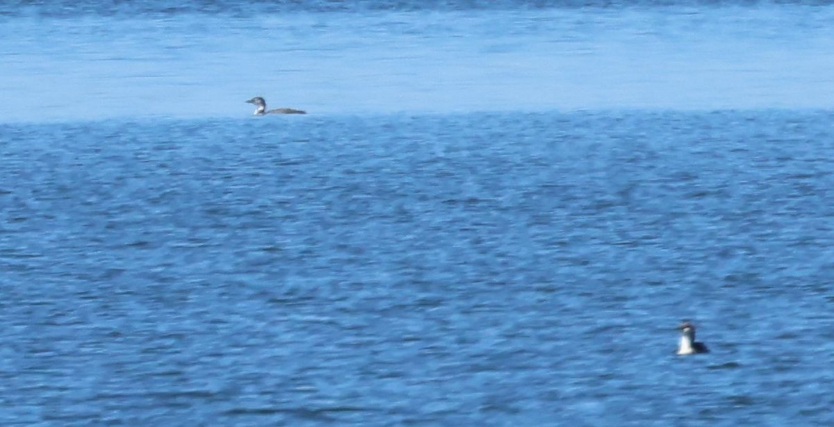 Pacific Loon - ML631833529