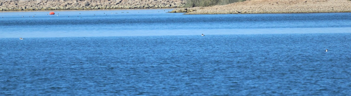 Pacific Loon - ML631833530
