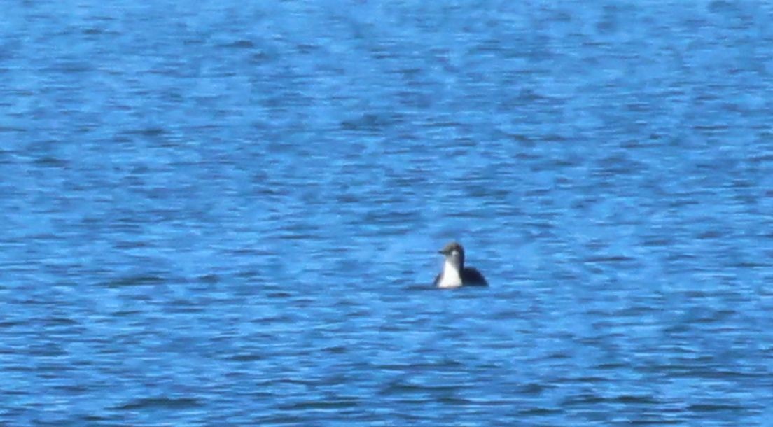 Pacific Loon - ML631833531