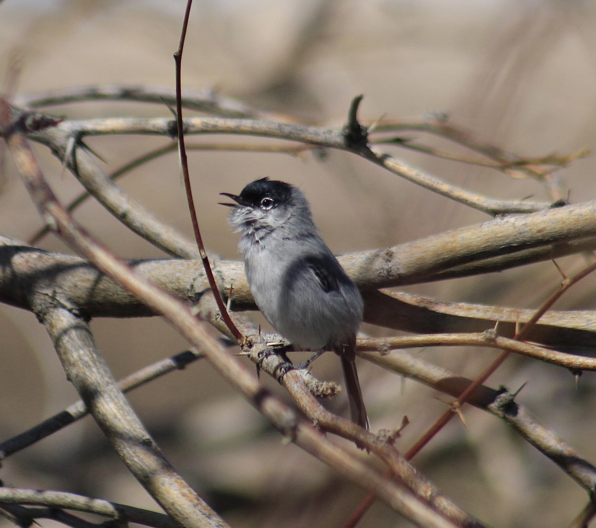 Perlita Colinegra - ML631833631