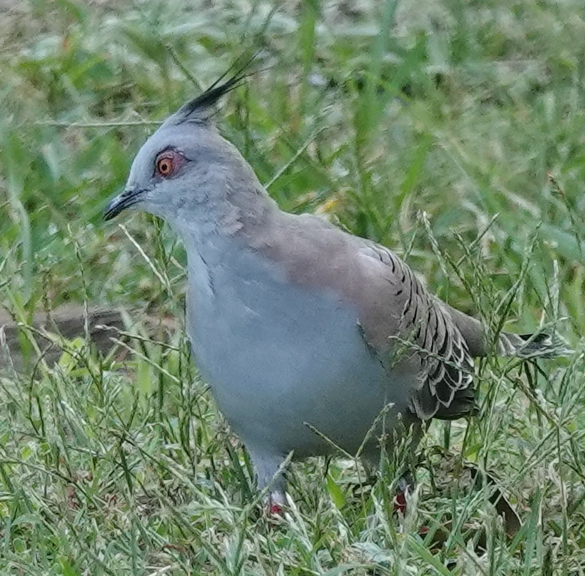 Crested Pigeon - ML631833634