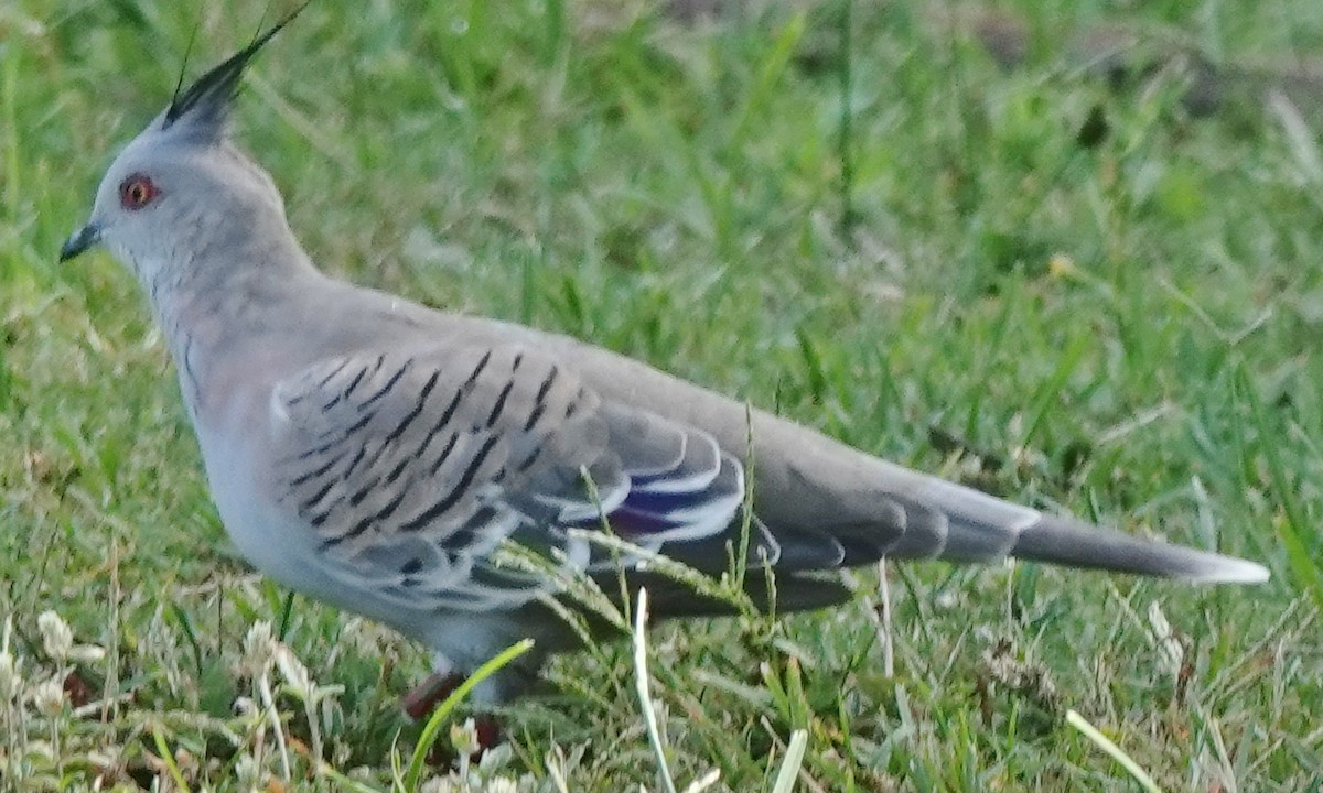 Crested Pigeon - ML631833635