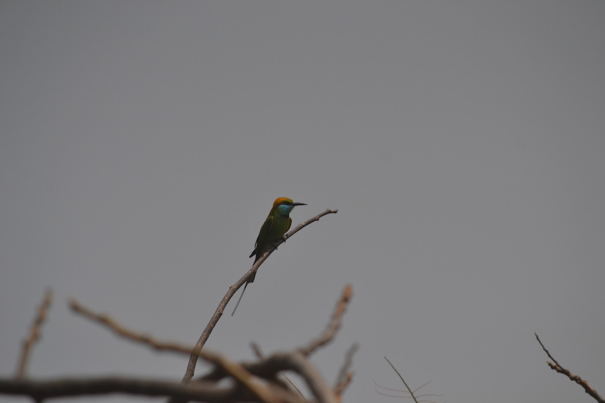 Abejaruco Esmeralda Oriental - ML631833817