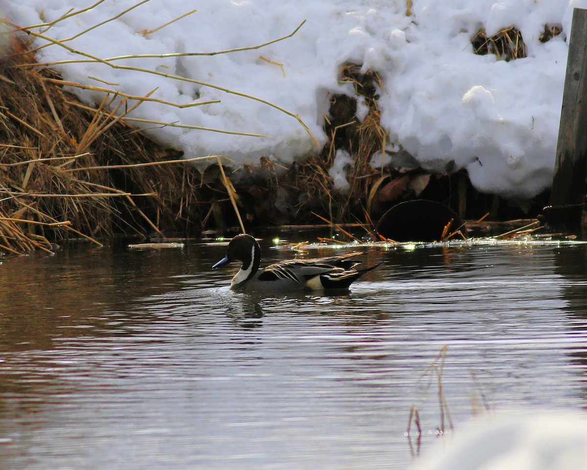 Northern Pintail - ML631833824